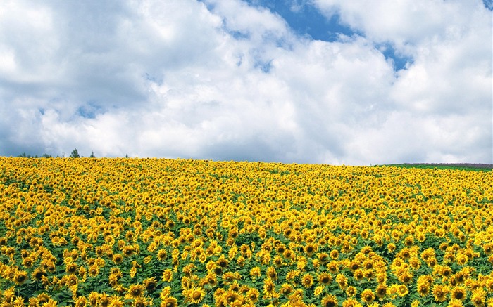 Blue sky sunflower Widescreen Wallpaper #13