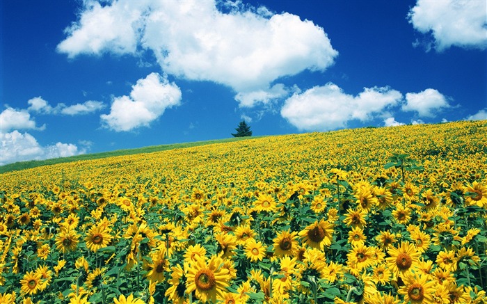 Ciel bleu de tournesol Widescreen Wallpaper #14