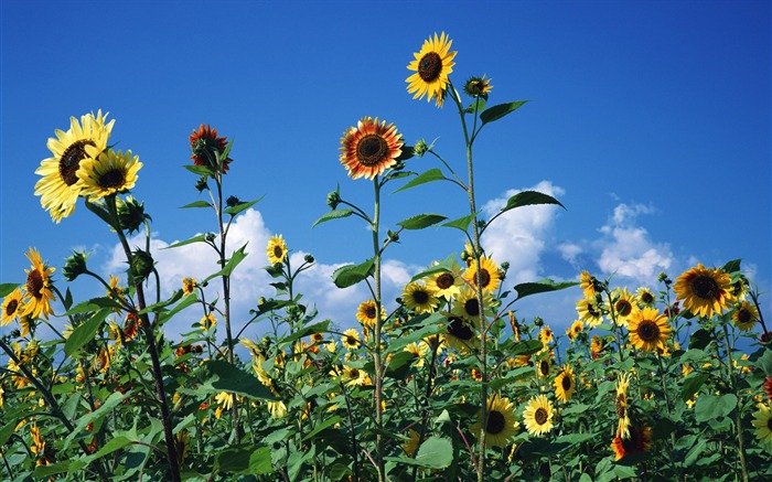 Blue sky sunflower Widescreen Wallpaper #15