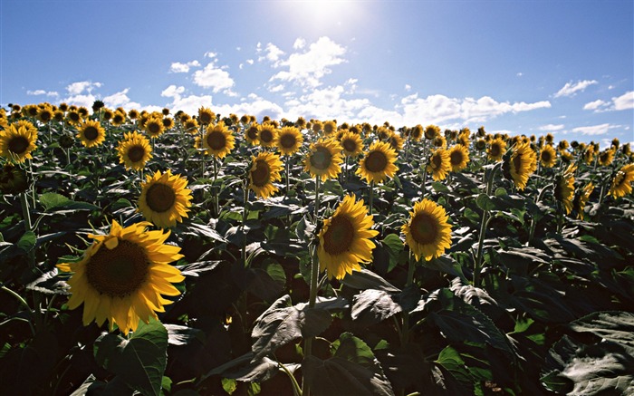 Blue sky sunflower Widescreen Wallpaper #16