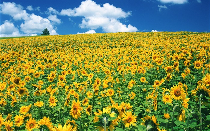 Blue sky sunflower Widescreen Wallpaper #18