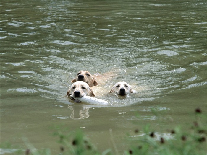 1600 Hund Fototapete (12) #2