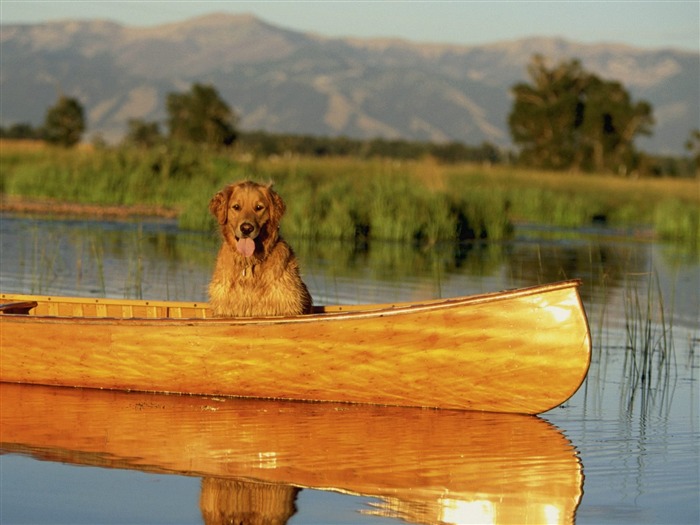 1600 fondos de escritorio de la foto del perro (12) #4