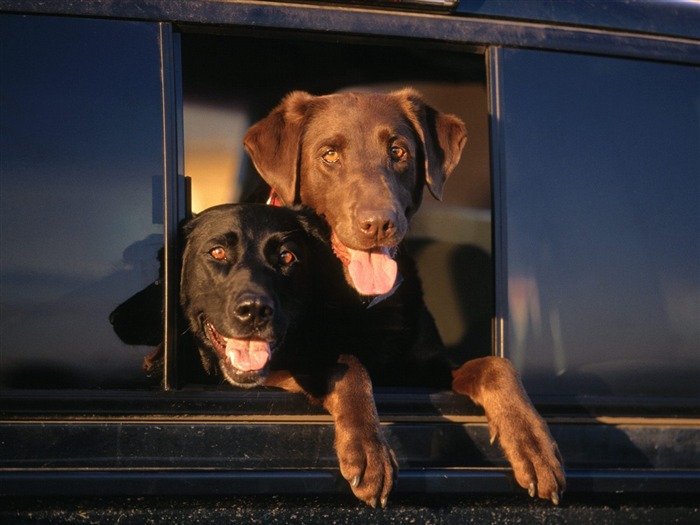 1600 fondos de escritorio de la foto del perro (12) #8