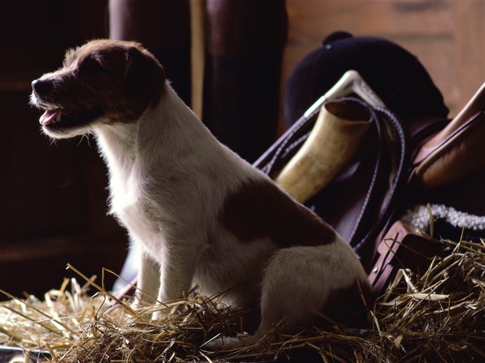 1600 Hund Fototapete (12) #17