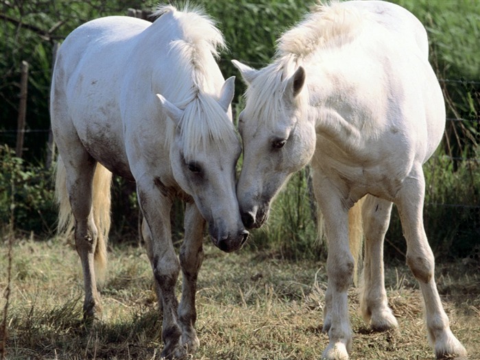 Horse Wallpaper Foto (1) #4