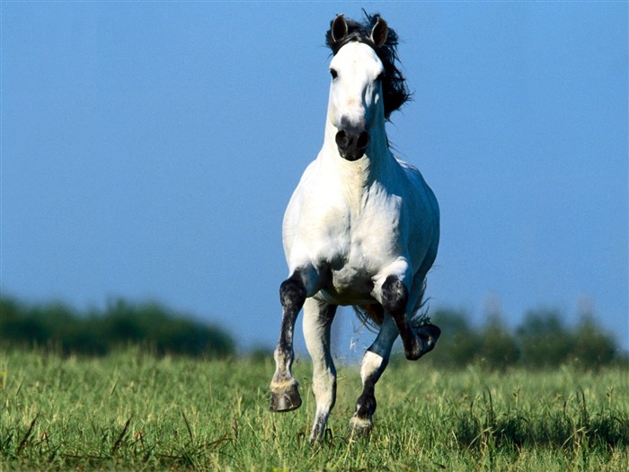 Horse Photo Wallpaper (1) #9