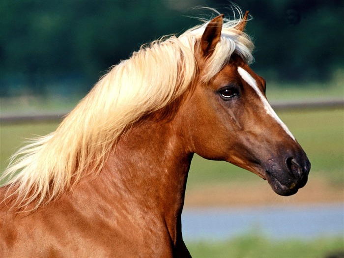 Horse Photo Wallpaper (2) #1