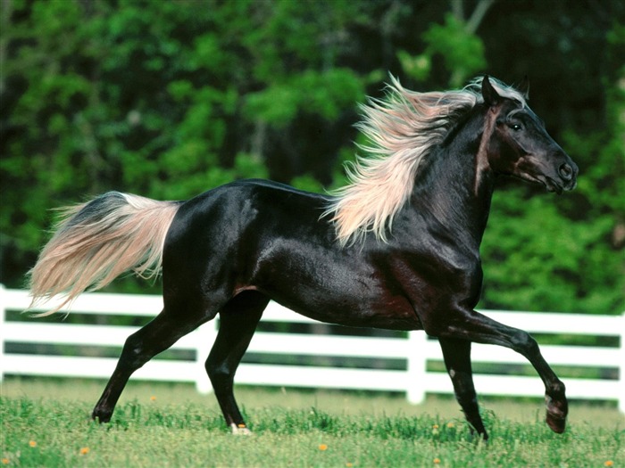 Horse Photo Wallpaper (2) #2