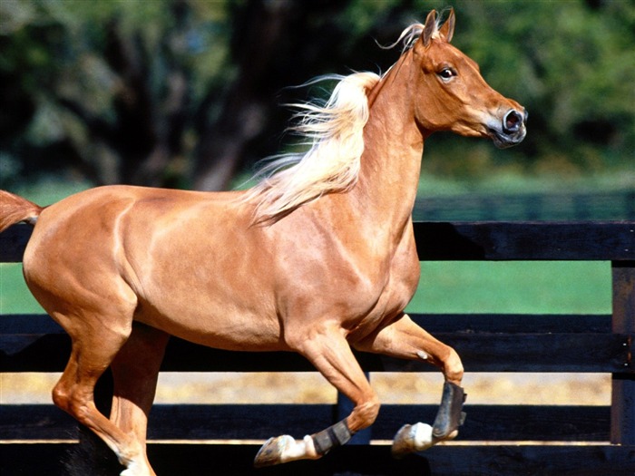 Horse Photo Wallpaper (2) #5