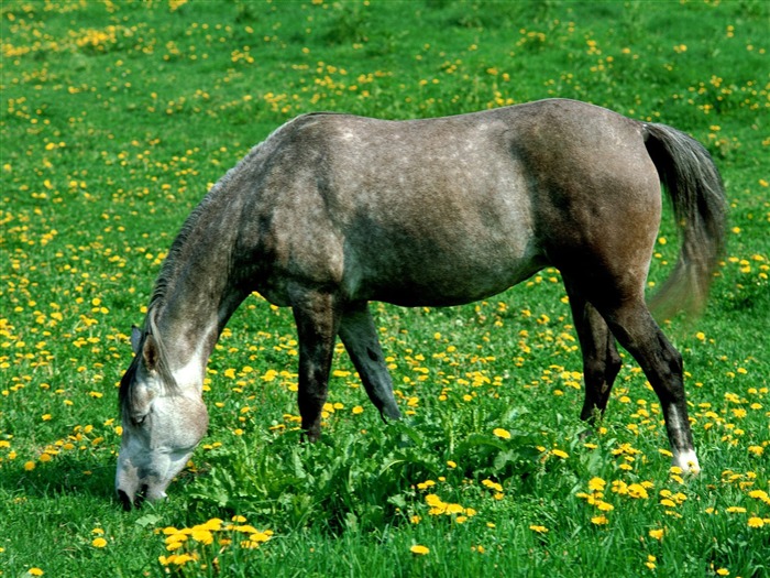 Fond d'écran Photo Cheval (2) #7