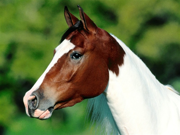 Horse Photo Wallpaper (2) #8