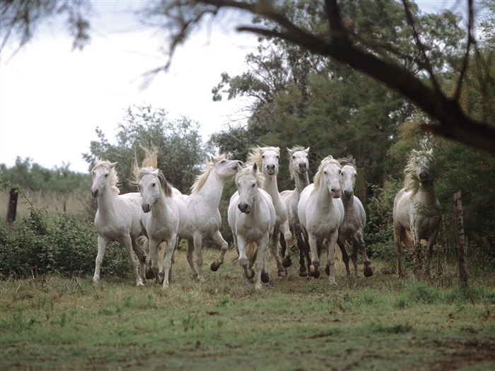 Fond d'écran Photo Cheval (2) #11