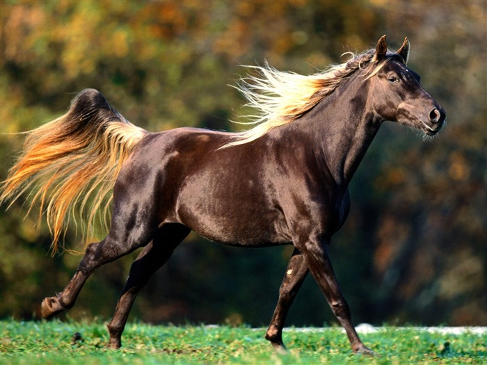 Horse Photo Wallpaper (2) #13