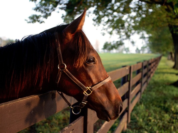 Horse Photo Wallpaper (2) #17