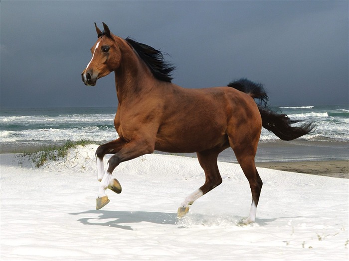 Horse Photo Wallpaper (2) #20