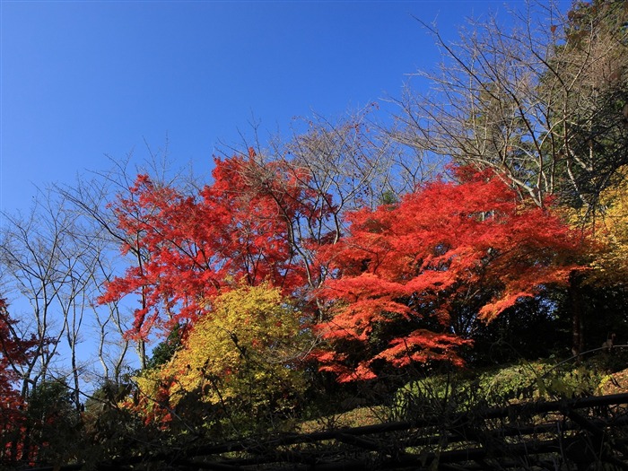 枫叶满天 壁纸(一)10