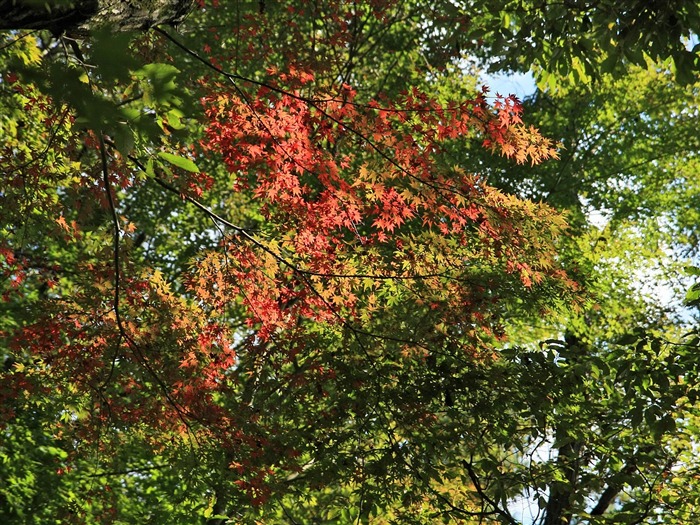 Fond d'écran ciel d'érable (1) #11