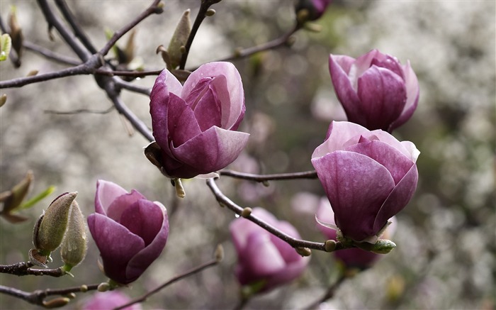 Fondo de pantalla grande Flor de características (4) #11