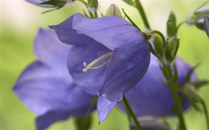 Fondo de pantalla grande Flor de características (4) #13