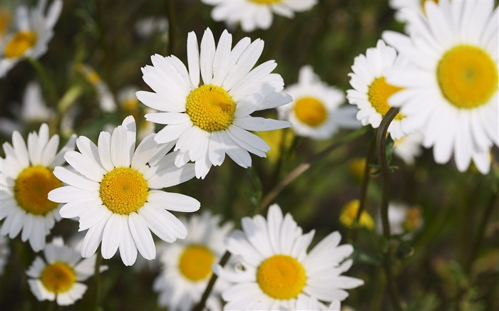 Fondo de pantalla grande Flor de características (4) #16