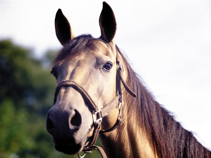 Fond d'écran photo cheval (3) #3