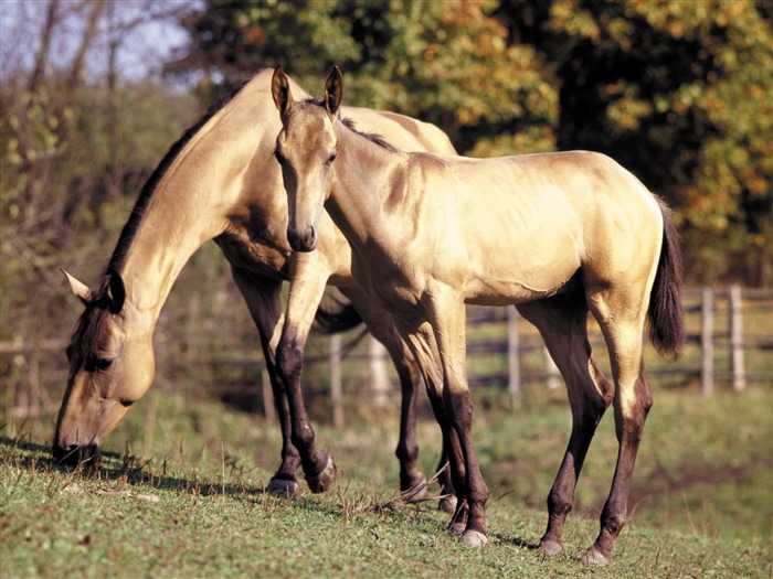 Fondo de pantalla de fotos de caballos (3) #4