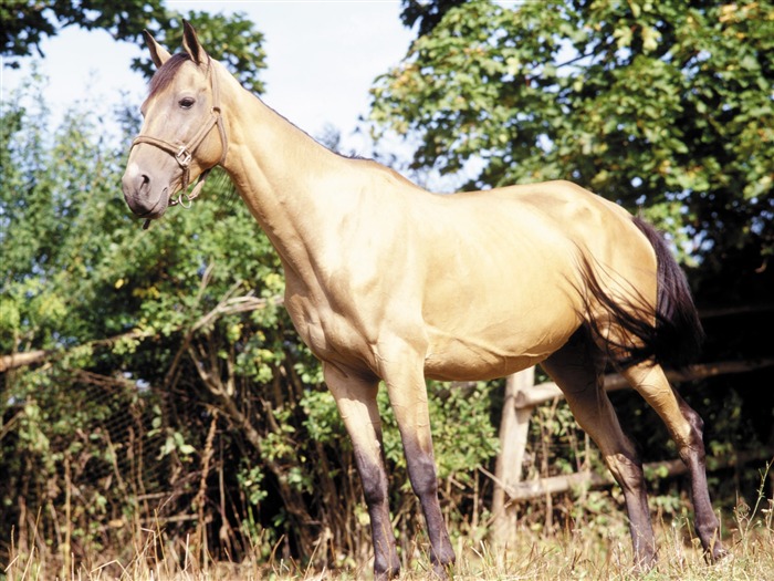 Fond d'écran photo cheval (3) #5