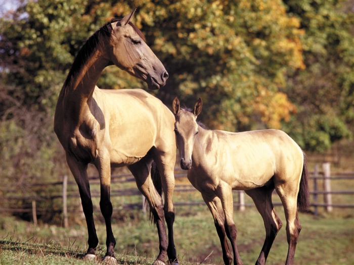 Fond d'écran photo cheval (3) #6