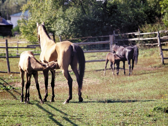 Fond d'écran photo cheval (3) #7