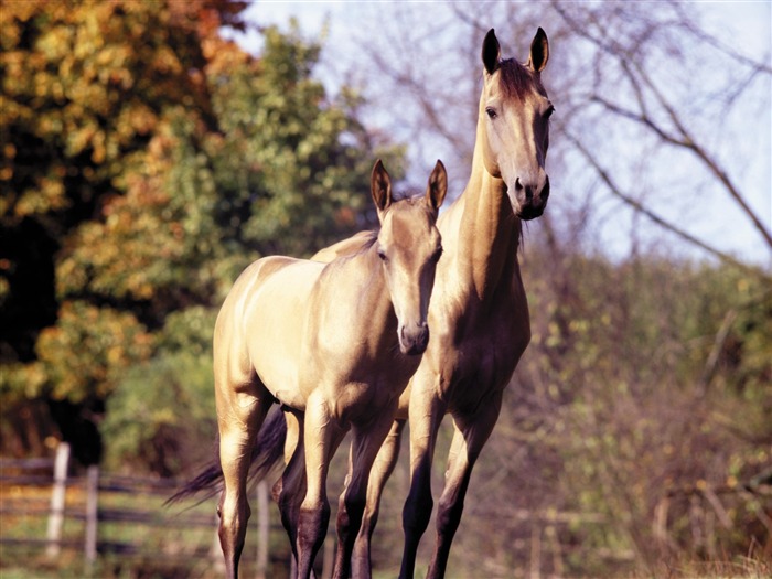 Fond d'écran photo cheval (3) #16