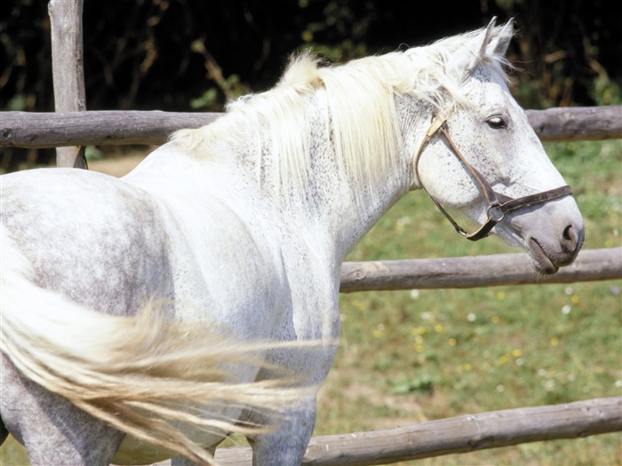 Fond d'écran photo cheval (3) #18