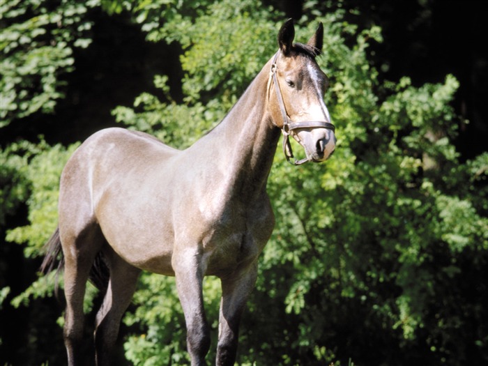 Fond d'écran photo cheval (4) #10