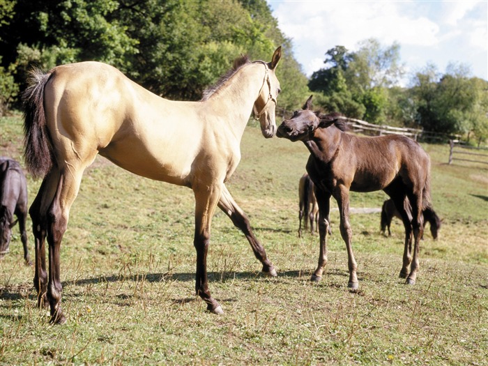 Horse Fondos de fotos (4) #11