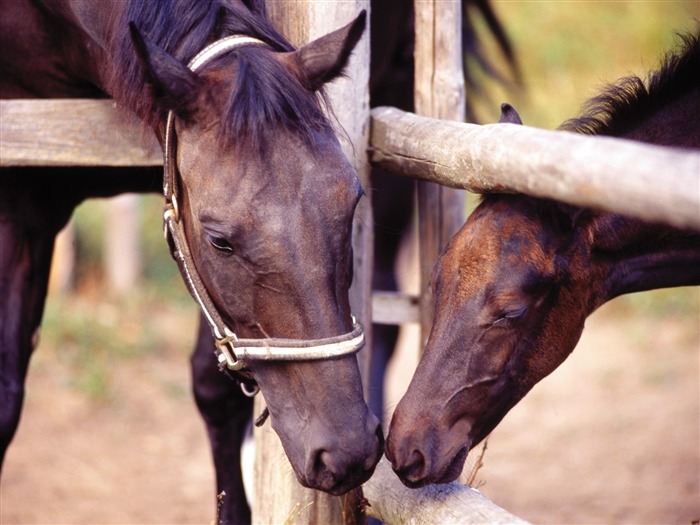 Horse Fondos de fotos (4) #15