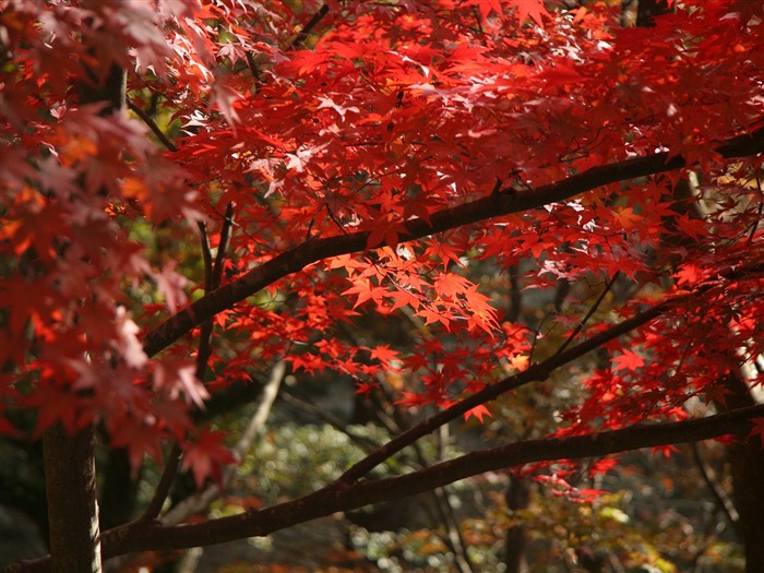 枫叶满天 壁纸(二)15