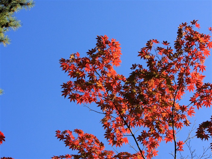 Maple sky wallpaper (3) #11