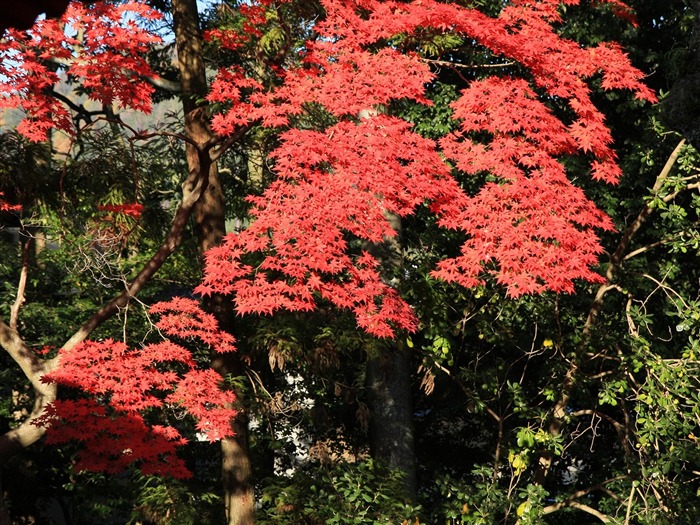 枫叶满天 壁纸(三)19