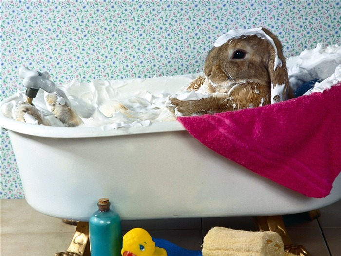 Rabbit Wallpaper Foto (1) #4