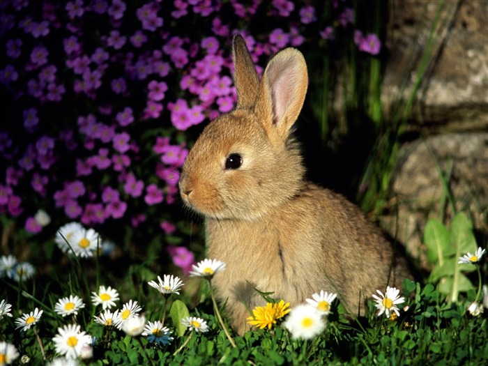 Rabbit Photo Wallpaper (1) #13