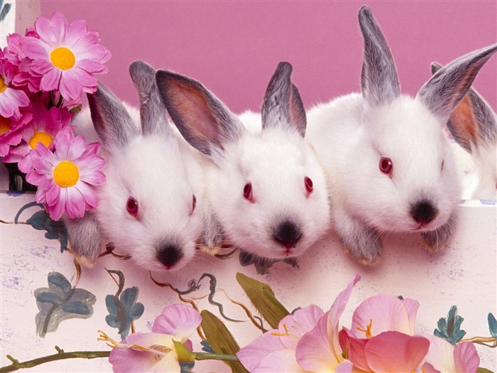 Rabbit Photo Wallpaper (1) #22