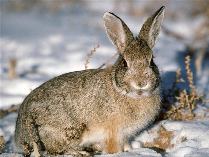 Fond d'écran Photo lapin (1) #25