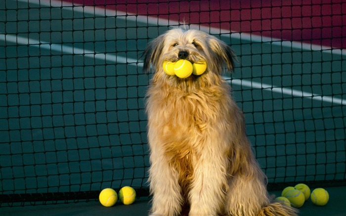 Cachorro de fotos HD fondos de pantalla (3) #9