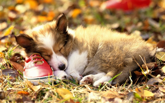 Puppy Photo HD Wallpaper (3) #14