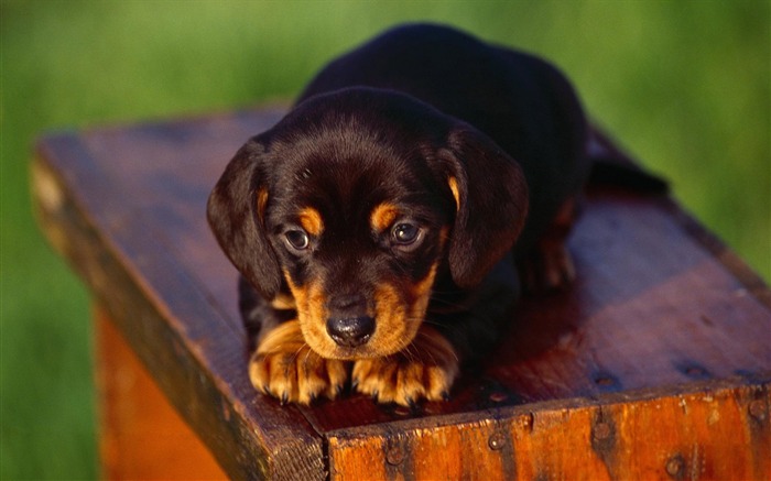 Puppy Photo HD Wallpaper (3) #19