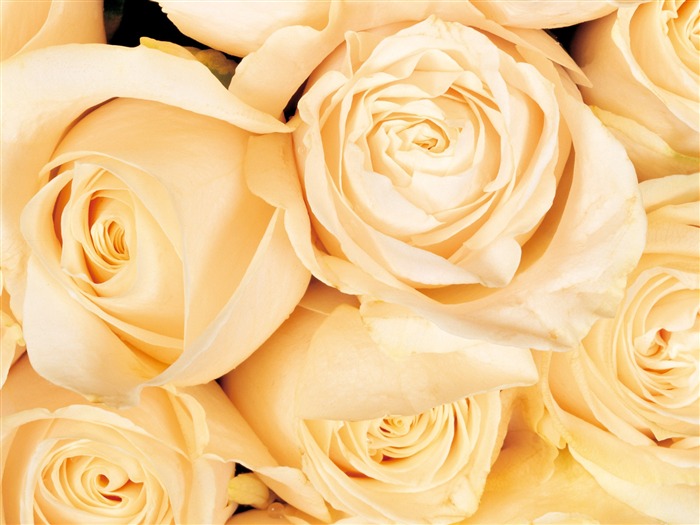 Rose Photo Wallpaper (1) #2