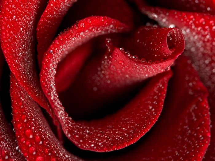 Rose Foto Wallpaper (1) #7