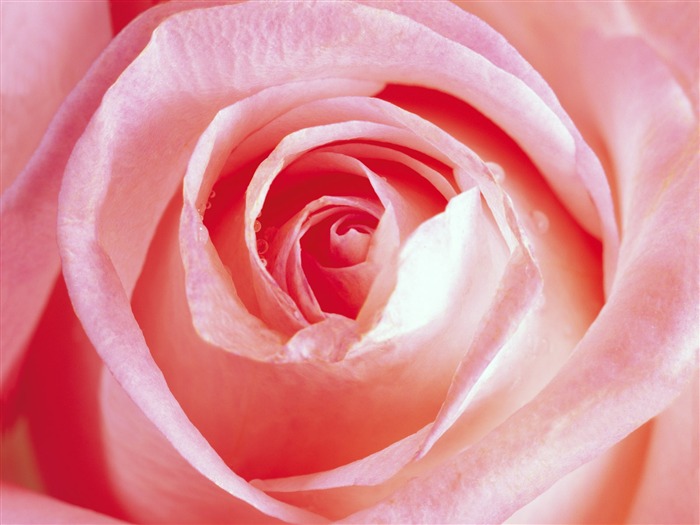 Rose Foto Wallpaper (1) #8