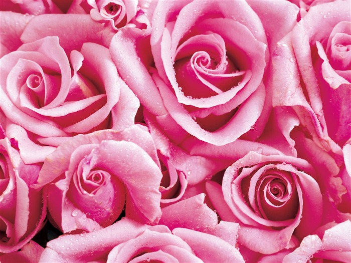 Rose Photo Wallpaper (1) #17