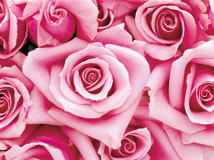 Rose Photo Wallpaper (1) #18